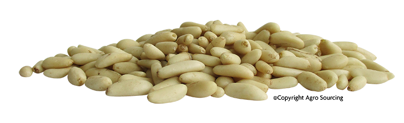 Pignon de pin – Espagne